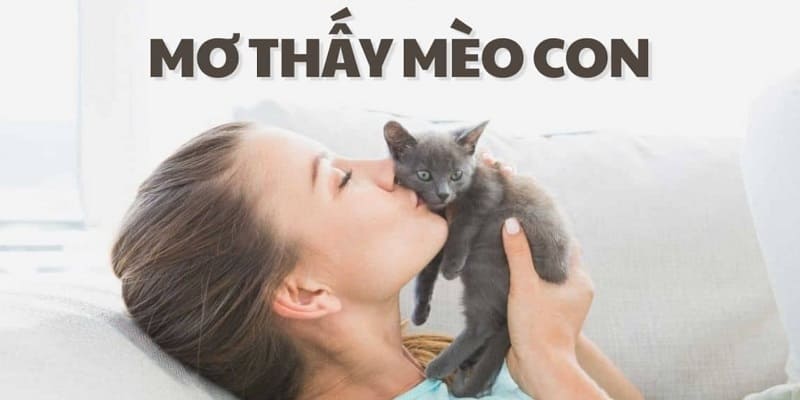 Nằm mộng thấy mèo con 