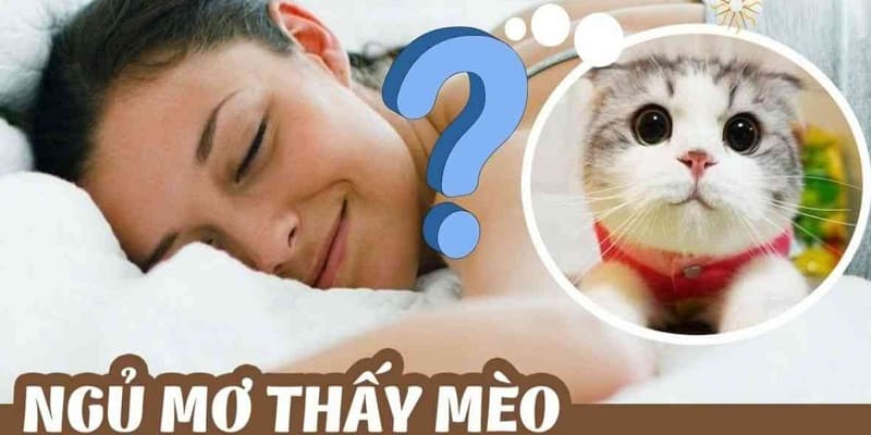 Ý nghĩa trong giấc mơ thấy mèo