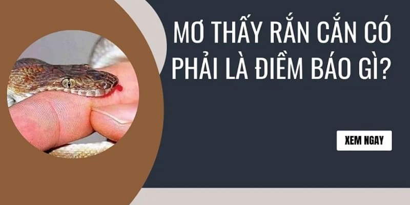 Mơ thấy rắn cắn cổ bạn