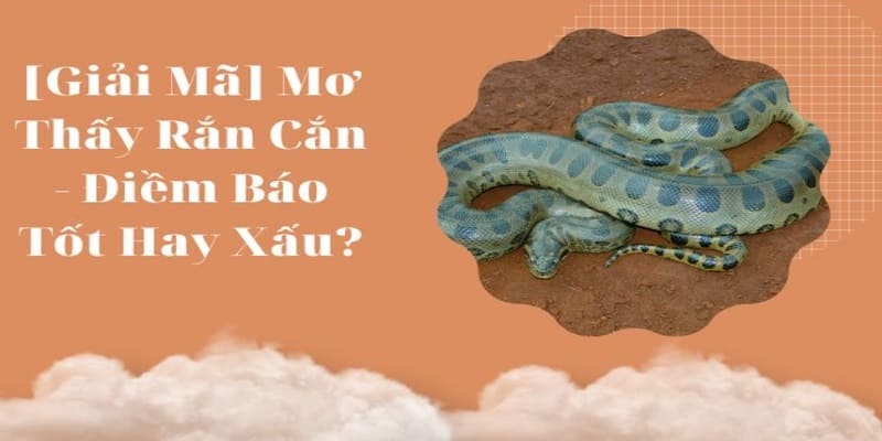 Mơ Thấy Rắn Là Điềm Gì Liệu Có Phải May Mắn Không