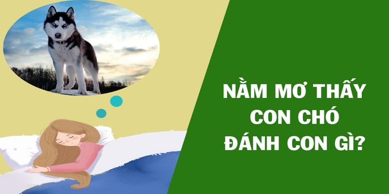 Nằm Mơ Thấy Chó Nên Lựa Chọn Số Đẹp Nào Để Chơi