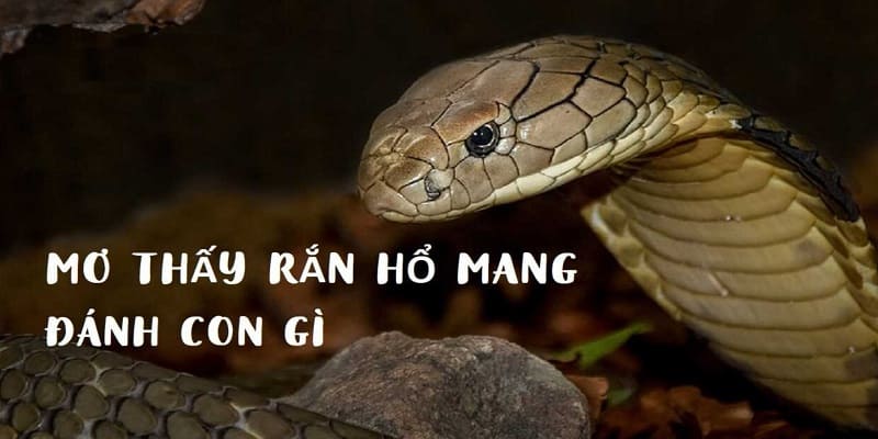 Ý nghĩa mơ thấy rắn hổ mang