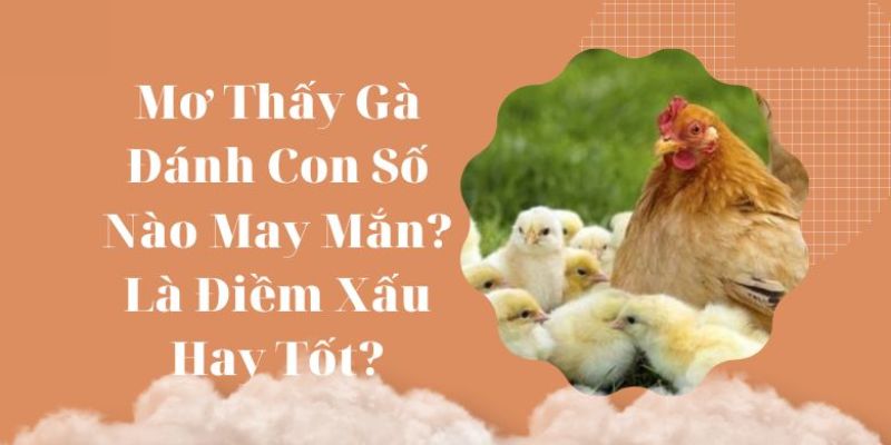 Mơ thấy gà đánh con gì trong lô đề xổ số?