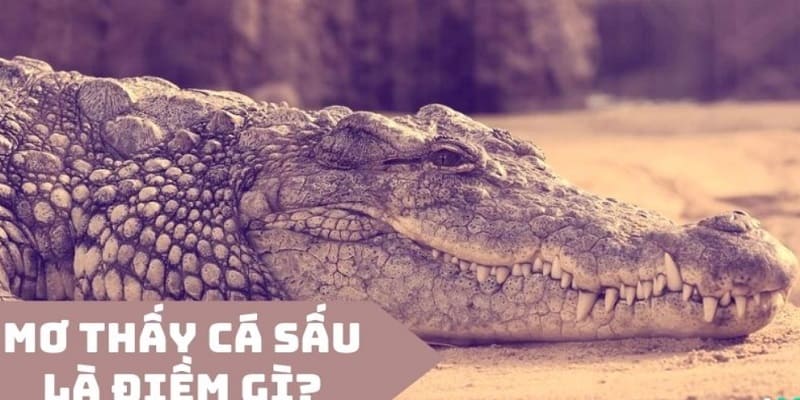 Mơ Thấy Cá Sấu Báo Hiệu Điều Gì Sắp Đến Với Bạn