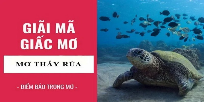 Ý nghĩa của việc nằm mơ thấy rùa