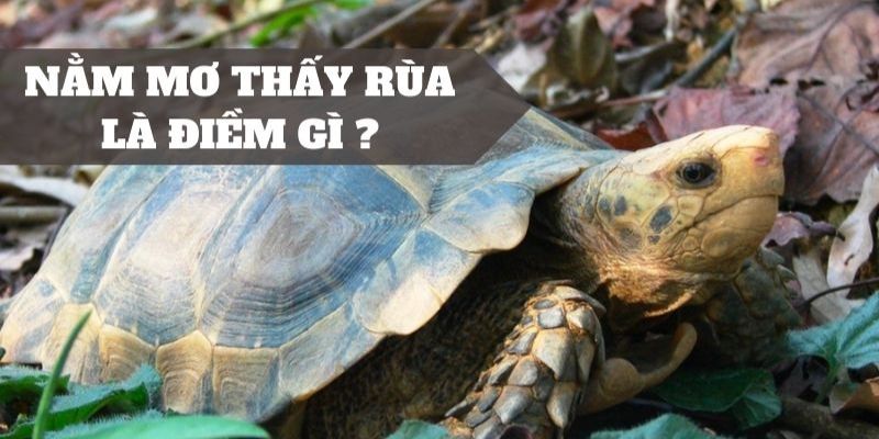 Mơ thấy rùa nên đánh đề con gì?